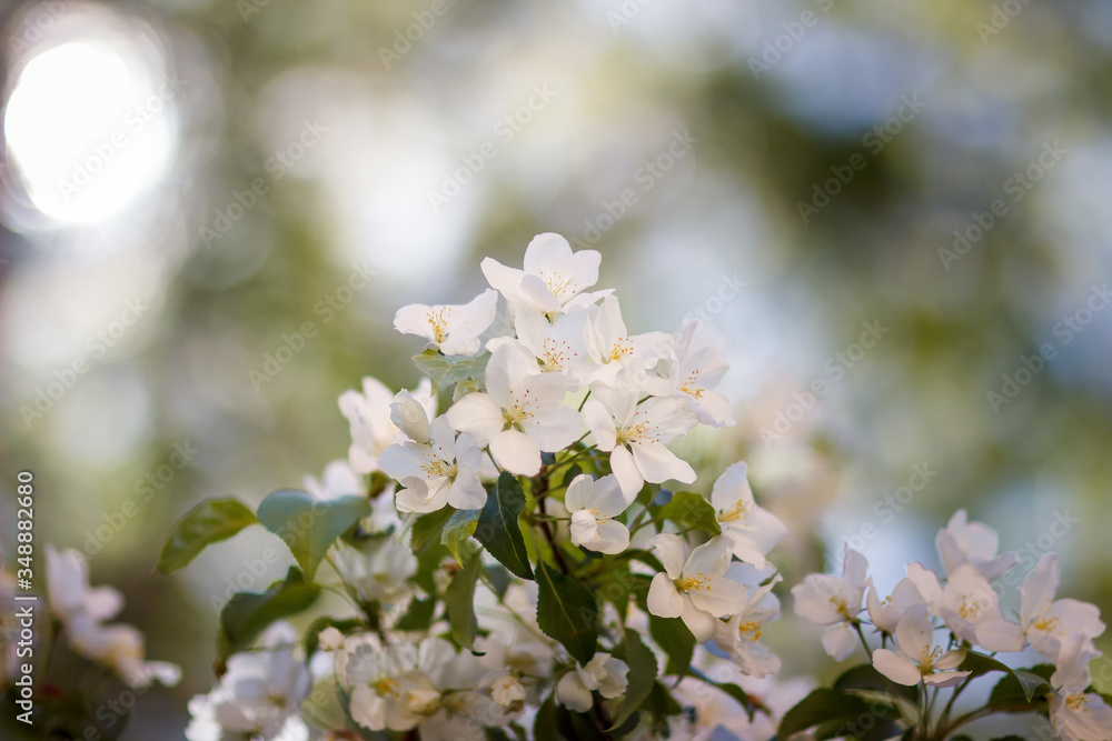 Blooming apple tree in spring time. Apple trees flowers. the seed-bearing part of a plant, consisting of reproductive organs (stamens and carpels) that are typically surrounded by a brightly colored Blooming apple tree in spring time. Apple trees flowers. the seed-bearing part of a plant, consisting of reproductive organs (stamens and carpels) that are typically surrounded by a brightly colored
