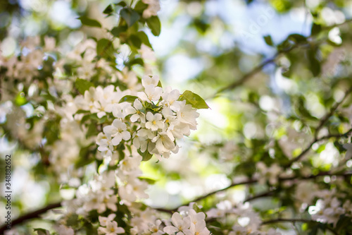 White flowers and bud of Wild Apple tree. Spring background with Apple tree blossom. 