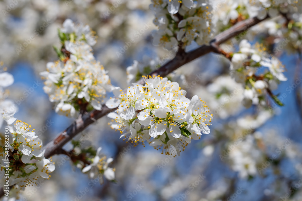 Branch blossom apple tree and blue sky. White Spring Blossoms of Cherry. Flowers Outdoor Branch blossom apple tree and blue sky. White Spring Blossoms of Cherry. Flowers Outdoor