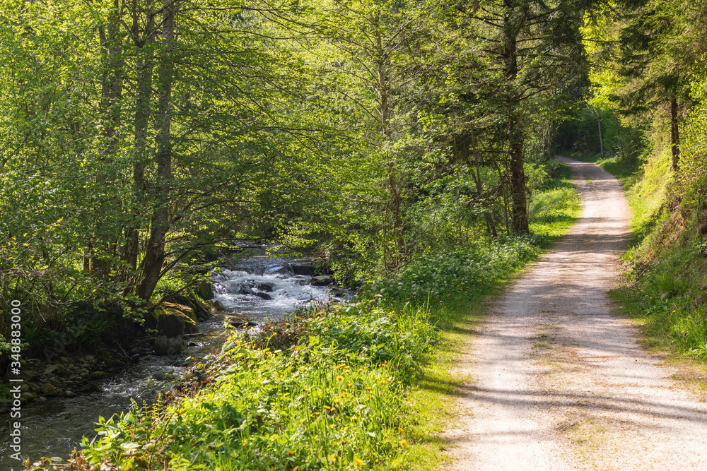 Obraz premium Distel am Bachrand