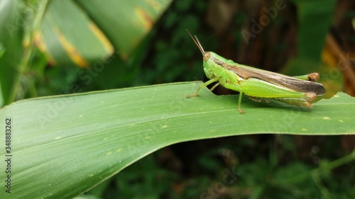 grasshopper on the grass kerala india
