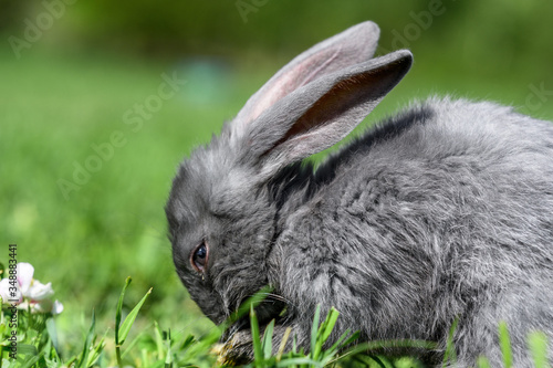 A gray rabbit is sitting on the green grass.