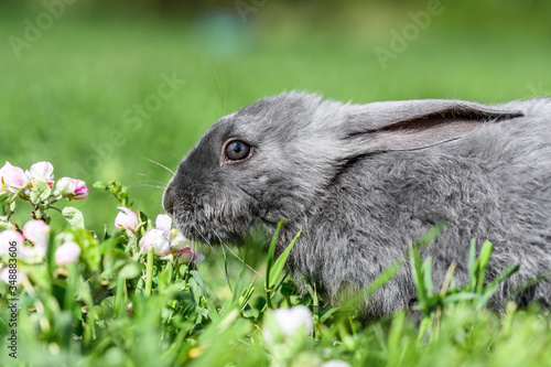 A gray rabbit is sitting on the green grass.