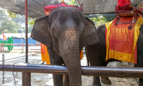 Elephant in Bangkok, Thailand