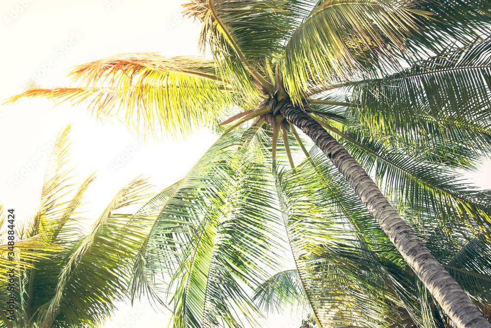Obraz premium Detail of palm trees green leaf in the wind for summer background ,relax and vacation holiday summer concept
