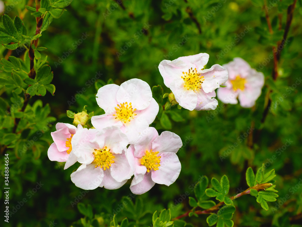 flowers flowers