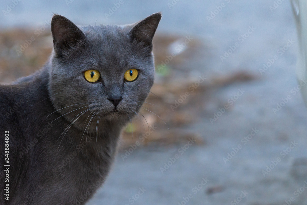 British shorthair cat, domestic cat, neutered cat in outdoor