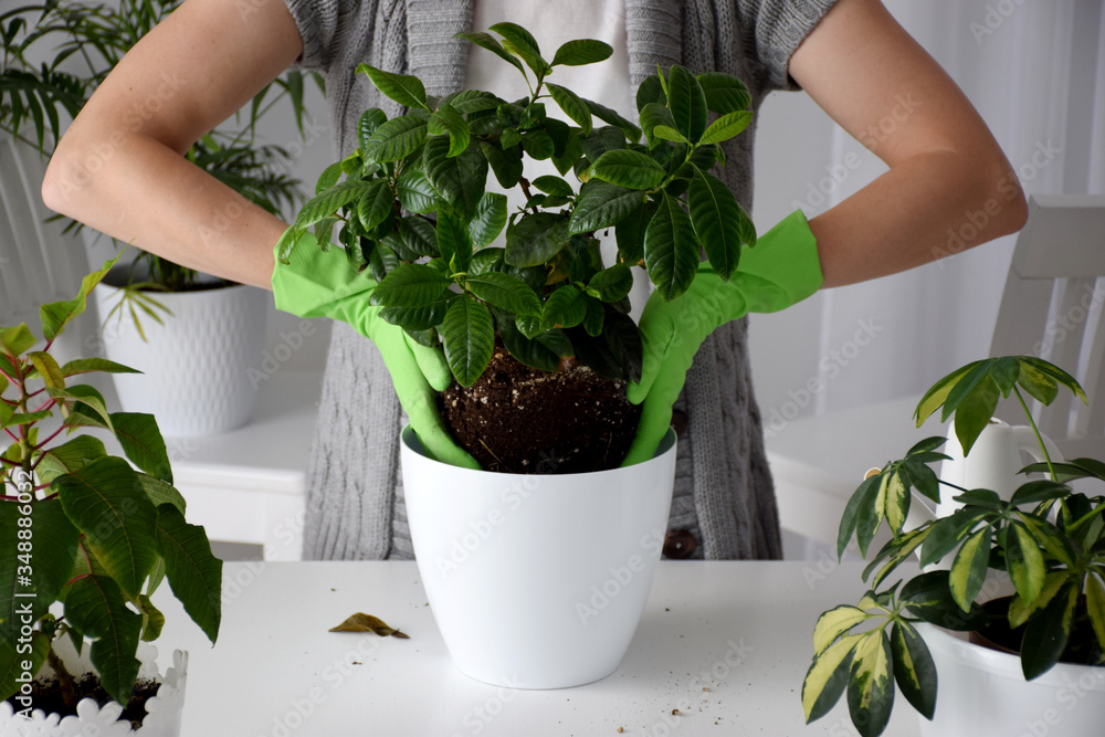 Process of replanting the gardenia flower in white pot among other evergreen house plants on white table by hands in green working gloves Process of replanting the gardenia flower in white pot among other evergreen house plants on white table by hands in green working gloves