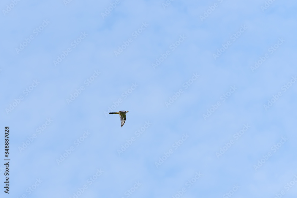 cuckoo in flight on blue sky cuckoo in flight on blue sky