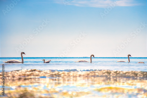 swans in the sea ripple water