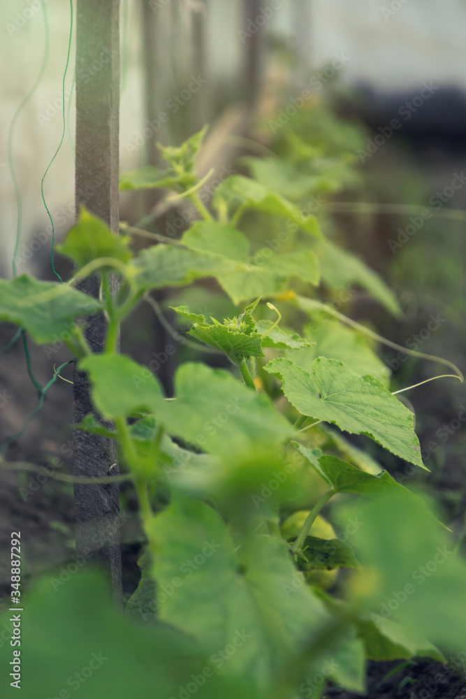 Fresh green sprout of greenhouse cucumber with yellow flowers and green leaves Fresh green sprout of greenhouse cucumber with yellow flowers and green leaves