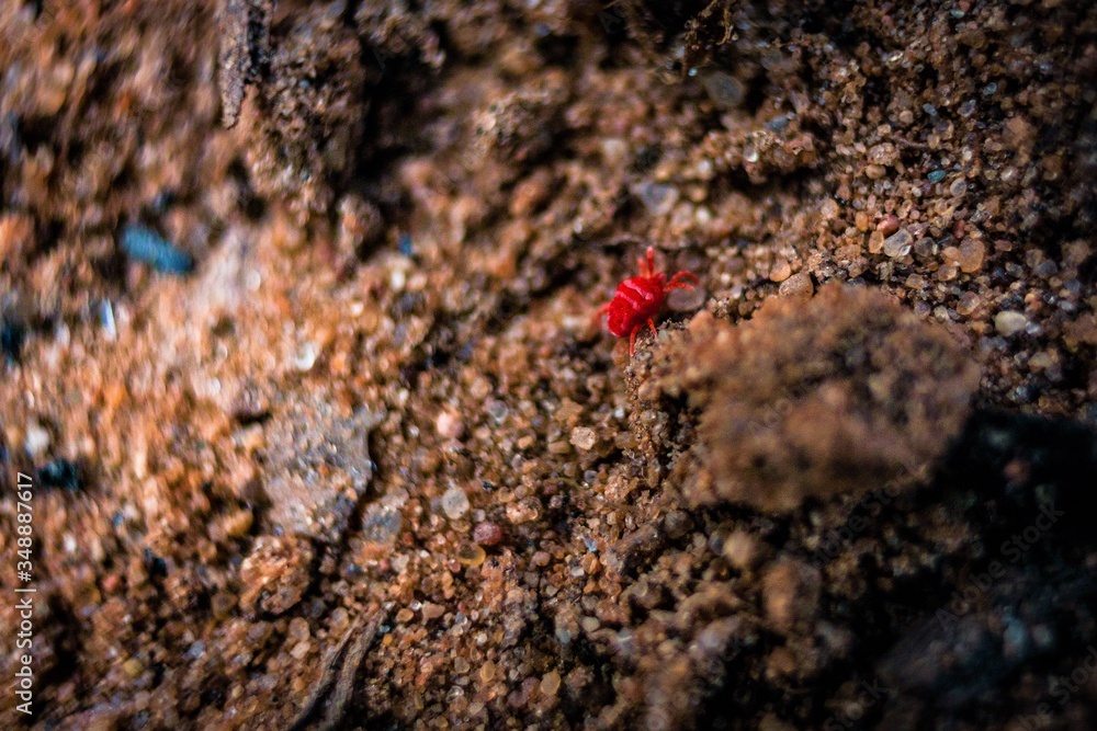 red insect