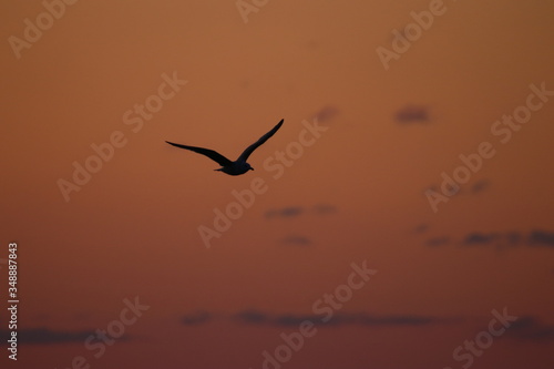 seagull silhouette at sunset