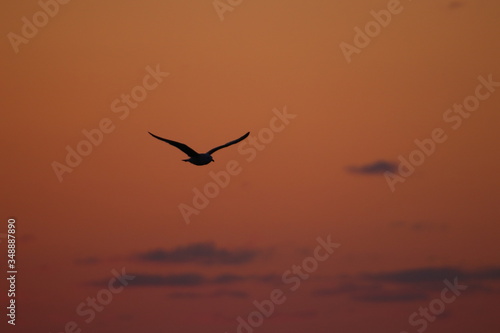 seagull silhouette at sunset © Satoshi S