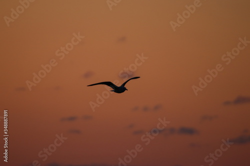 seagull silhouette at sunset