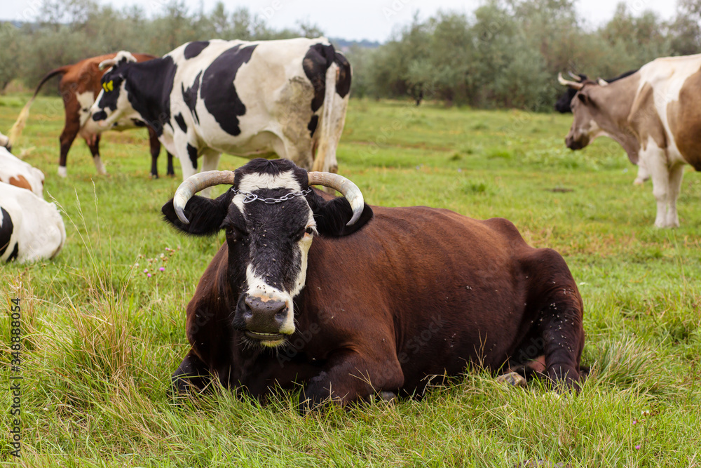 Rural cows graze on a green meadow. Rural life. Animals. agricultural country Rural cows graze on a green meadow. Rural life. Animals. agricultural country