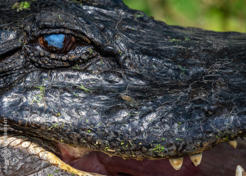 Fototapeta premium What a nice blue sky in your eye!
