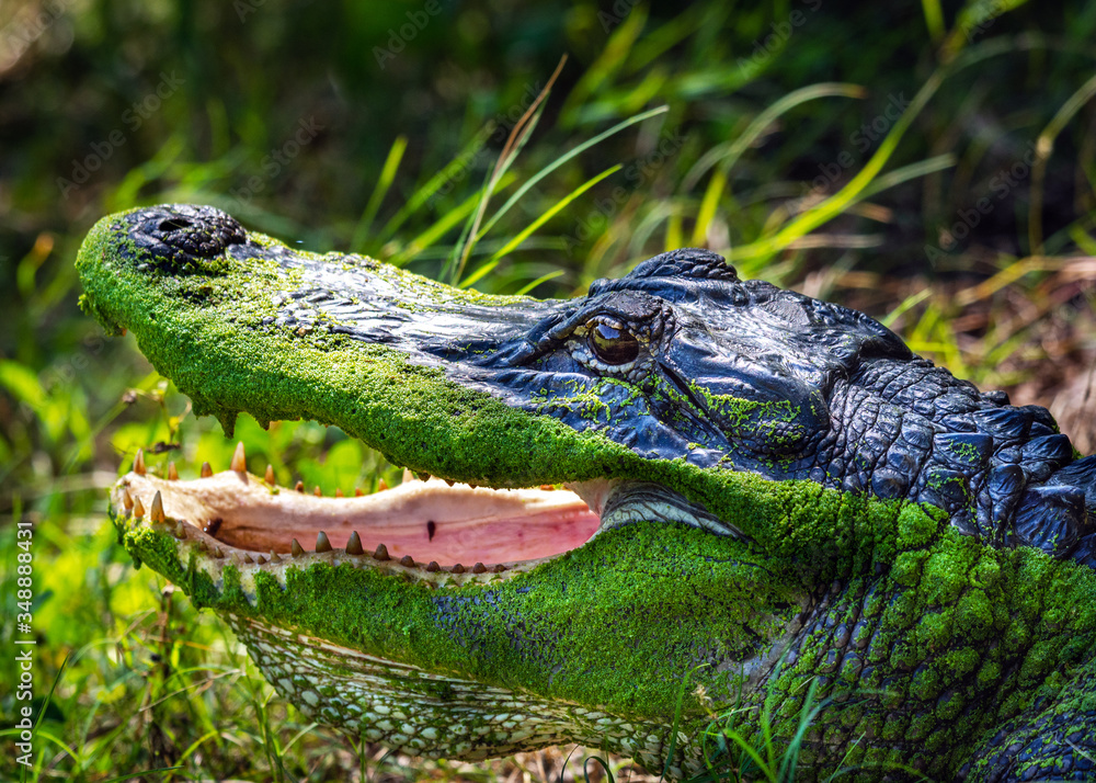 Obraz premium An alligator looking like it is having a good laugh!