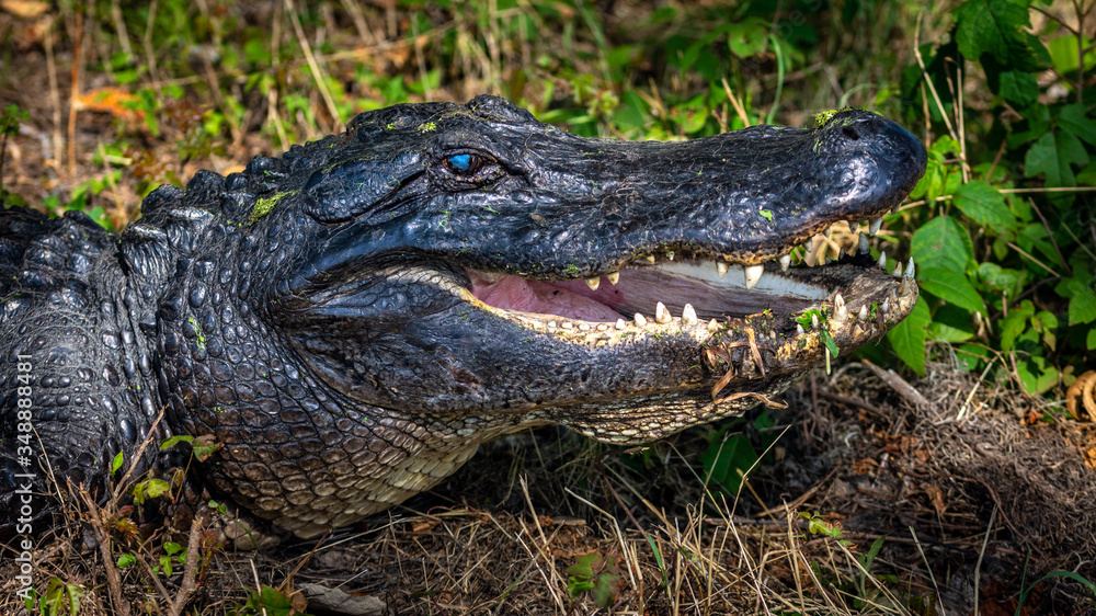 Fototapeta premium A happy alligator enjoying the sunshine!