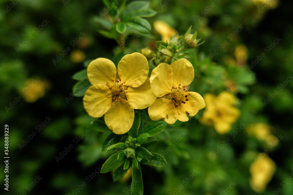Obraz premium yellow potentilla flowers are in the park
