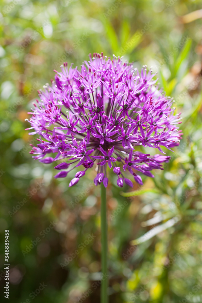 A Giant Onion Flower in Full Bloom A Giant Onion Flower in Full Bloom