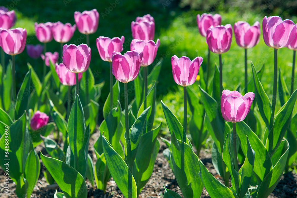 Fototapeta premium blooming tulip flowers in the park
