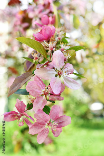 spring crabapple blossoms