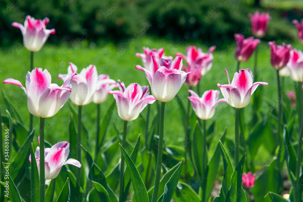 blooming tulip flowers in the park