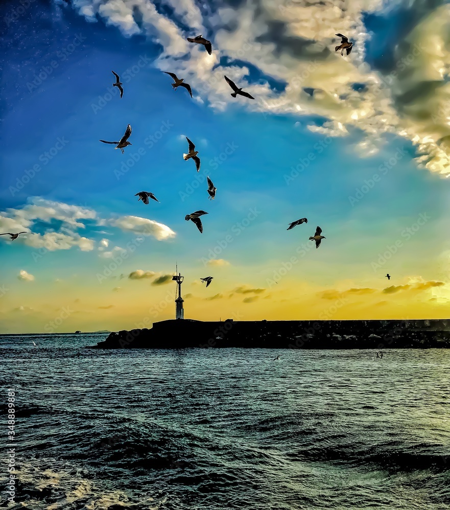 seagulls at sunset