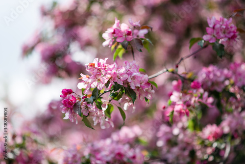 Wallpaper Mural Blooming pink trees. Torontodigital.ca