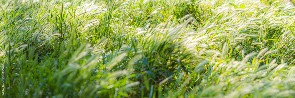 Fototapeta premium Grass with spikelets in the meadow. A bush is woolly growing in the city and the forest. summer plants