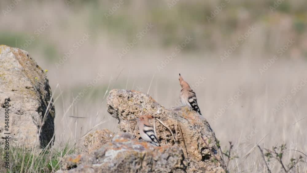 Hoopoe birds in natural habitat, upupa epops. Sound of nature Hoopoe birds in natural habitat, upupa epops. Sound of nature
