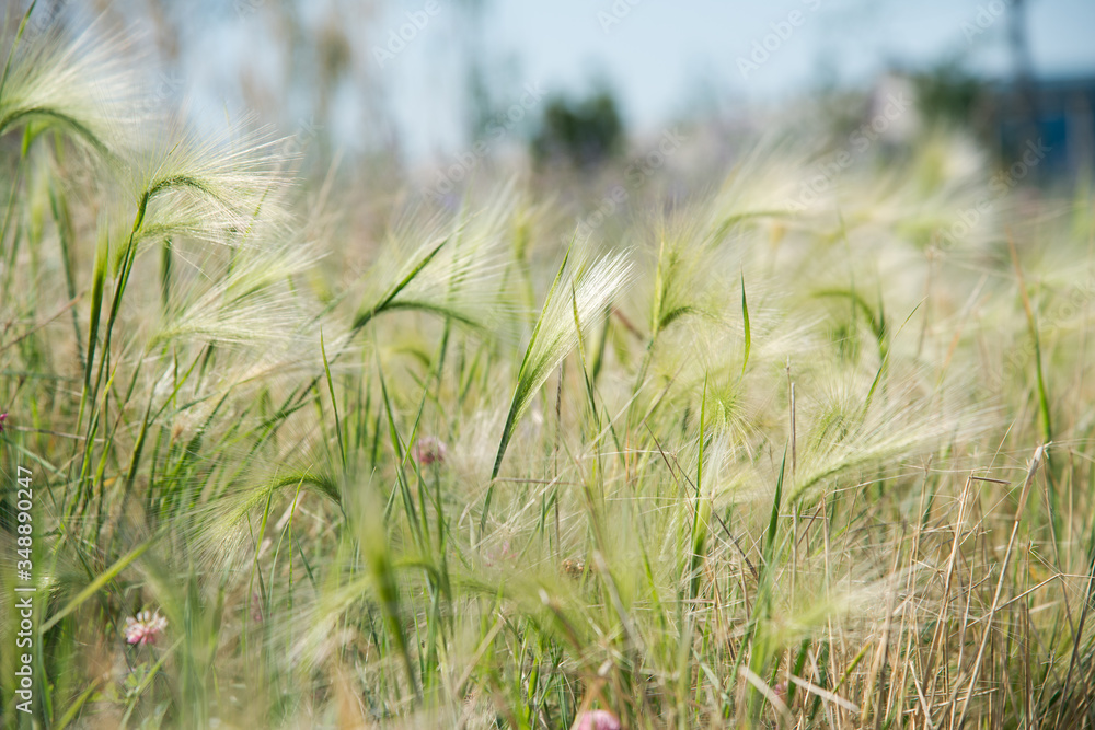 young green feather grass in the sunlight young green feather grass in the sunlight