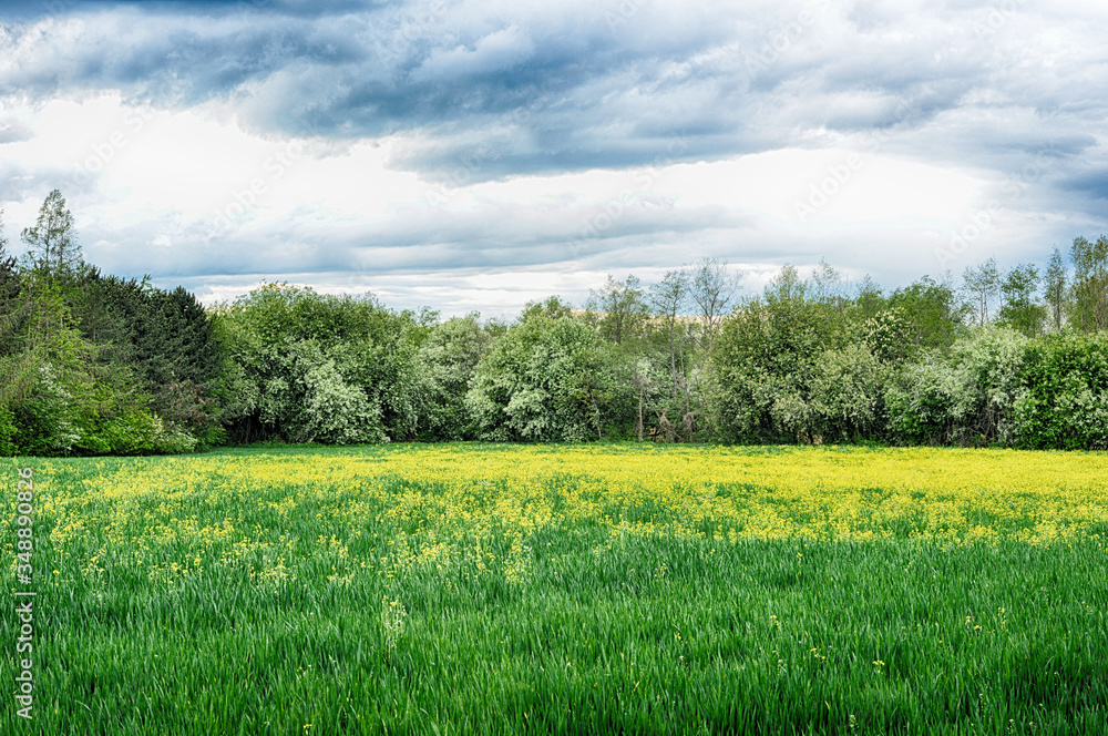 Blooming field in spring natural beauty landscape