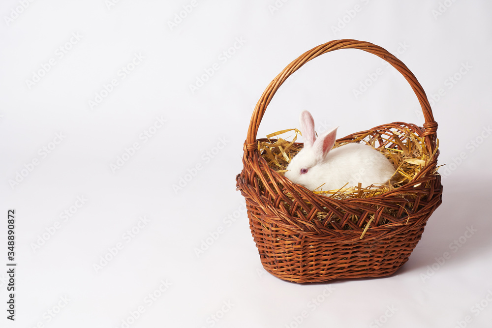 A small white fluffy rabbit lies in a basket on the floor and looks sideways on a white isolated background