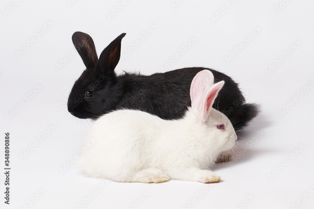 Two small and beautiful rabbits white and black lie on a white isolated background and look in different directions Two small and beautiful rabbits white and black lie on a white isolated background and look in different directions