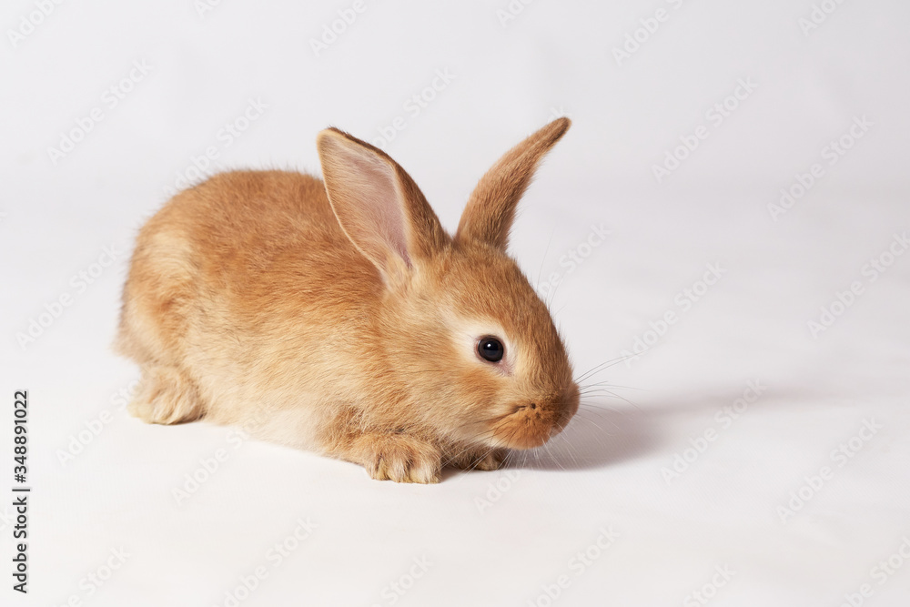Little orange fluffy rabbit lies on a white isolated background and looks to the side