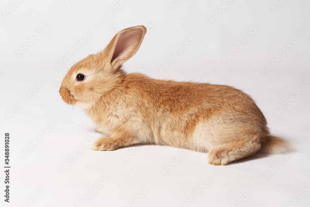 Little orange beautiful rabbit lies on the floor and looks sideways on a white isolated background Little orange beautiful rabbit lies on the floor and looks sideways on a white isolated background