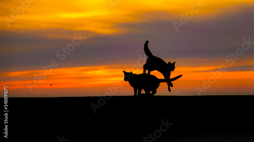 kangaroo at sunset © Alican