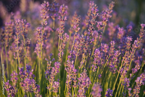 Fototapeta Naklejka Na Ścianę i Meble -  Blooming lavender close-up. Beautiful lavender flower field. Growing lavender, blooming violet fragrant lavender flowers. Perfume ingredient, honey plant