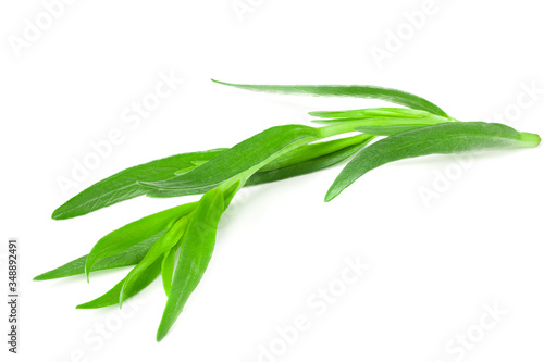 Tarragon leaves isolated on white background. Artemisia dracunculus.