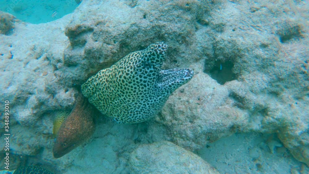 UNDERWATER, CLOSE UP: Breathtaking shot of three gaping muraenas in their natural habitat. Three tropical eels come out of a rock at the bottom of the turquoise ocean. Stunning spotted muraenas. UNDERWATER, CLOSE UP: Breathtaking shot of three gaping muraenas in their natural habitat. Three tropical eels come out of a rock at the bottom of the turquoise ocean. Stunning spotted muraenas.