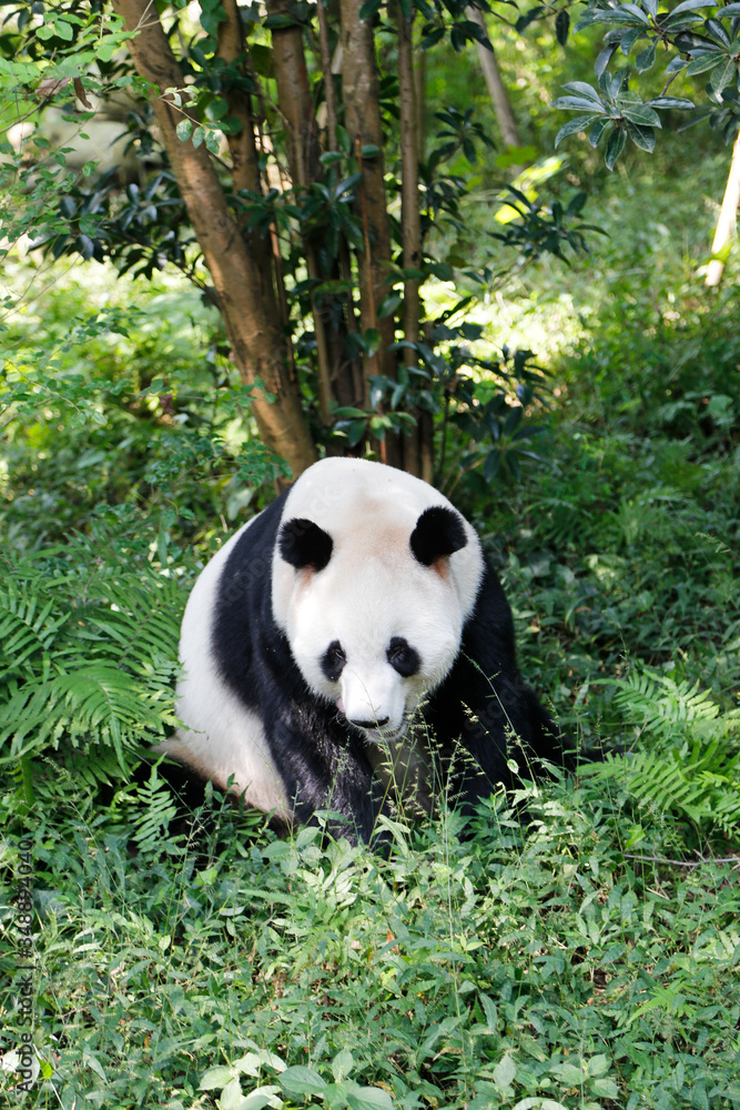 Obraz premium Big Panda bear in forest