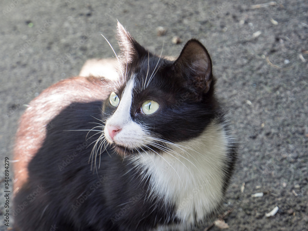 portrait of black and white stray cat is tense