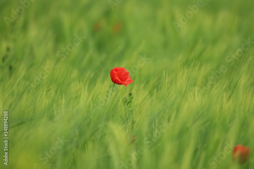 Red poppy flower in green field 
