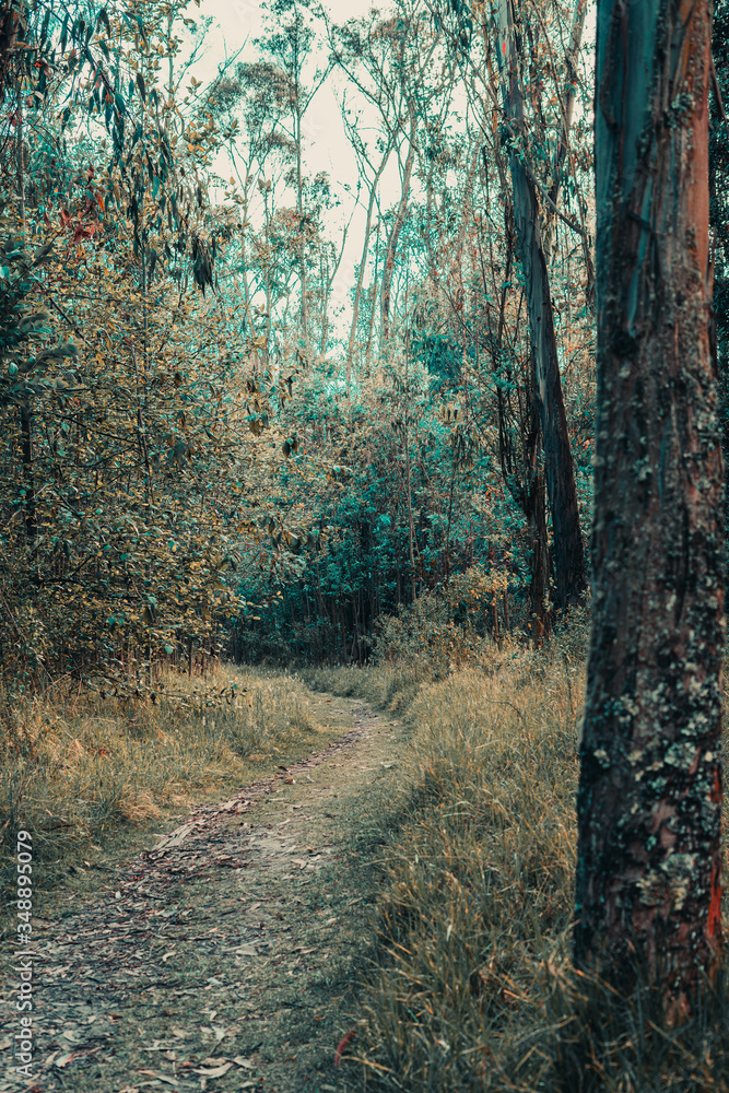 Obraz premium path in the woods