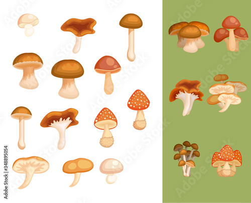 Mushroom big collection. Cartoon illustrations fungi for game design and educational childrens book. Edible and poison food