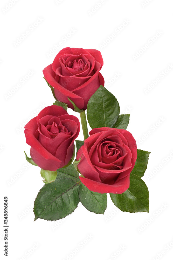 Naklejka premium red roses isolated on white
