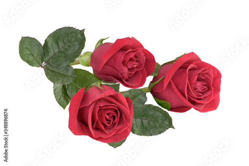 red roses on white background