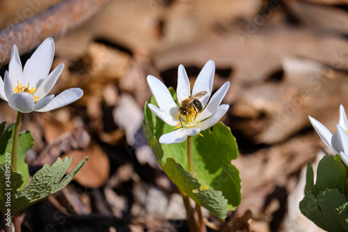 Yellow wasp sitting on a white bloodroot (Sanguinaria canadensis) bloom at spring time